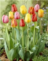 Tulip Darwin Hybrid Mix - Pack of 25