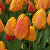 Tulip Beauty of Apeldoorn - Pack of 6