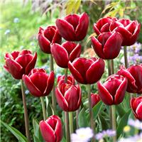 Tulip Armani - Pack of 6