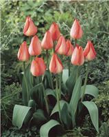 Tulip Big Chief - Pack of 6