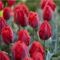 Tulip Couleur Cardinal - Pack of 12 Bulbs