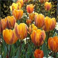 Tulip Princess Irene - Pack of 12 Bulbs