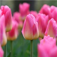 Tulip Tom Pouce - Pack of 6 Bulbs