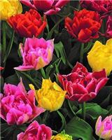 Tulip Double Early Mix - Pack of 25