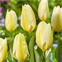 Tulip Purissima - Pack of 6