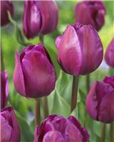 Tulip Negrita - Pack of 6 Bulbs