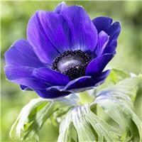 Anemone Mr Fokker - Pack of TEN Bulbs