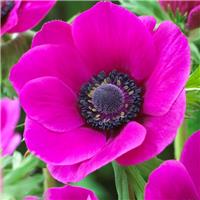 Anemone coronaria Sylphide - Pack of TEN Bulbs
