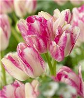 Tulip Dream Club - Pack of 8