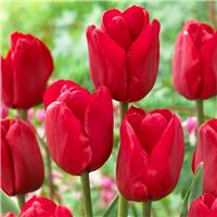Tulip Ile de France - Pack of 6 Bulbs