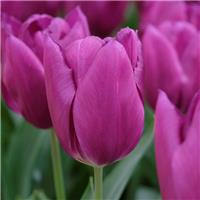 Tulip Laptop - Pack of 6
