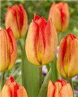 Tulip Melbourne - Pack of 6
