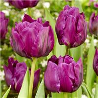 Tulip Negrita Double - Pack of 6 Bulbs