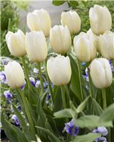 Tulipa Pays Bas - Pack of 6