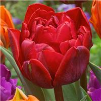 Tulip Double Red Princess - pack of 6