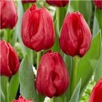 Tulip Seadov - pack of 12
