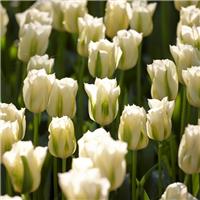 Tulip Spring Green - pack of 6