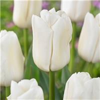 Tulip Update - Pack of 12
