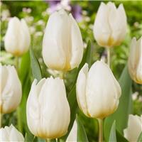 Tulip White Prince - Pack of 6