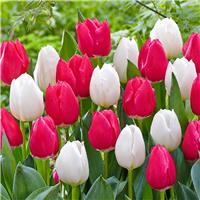 Tulip Sweet Heart - Pack of 25 Bulbs