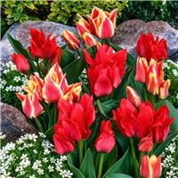 Tulip Multi-Headed Mix - Three of a Kind - Pack of 25 Bulbs