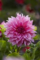 Dahlia Cafe au Lait Rose