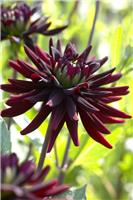 Dahlia Chat Noir - Black Cat - Premium variety