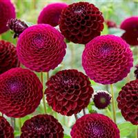 Dahlia Downham Royal Ball