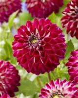 Dahlia Embassy