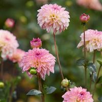 Dahlia Esli - Pack of THREE