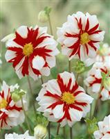 Dahlia Fire and Ice