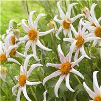 Dahlia Honka Fragile