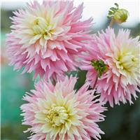 Dahlia Just Married
