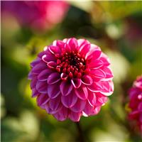 Dahlia Laughing Lizzy