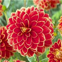 Dahlia Maxime