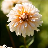 Dahlia Orange & Snow