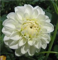 Dahlia Orsett Beauty