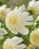 Dahlia Platinum Blonde
