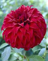 Dahlia Spartacus