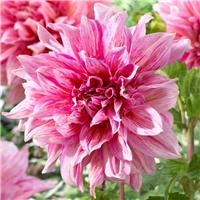 Dahlia Striped Emory Paul