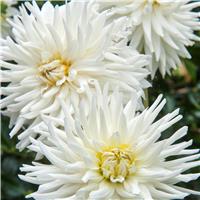 Dahlia Tutu