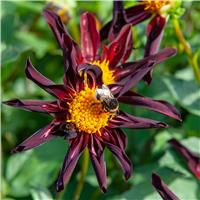 Dahlia Veronne's Obsidian