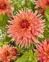 Dahlia Fairway Spur