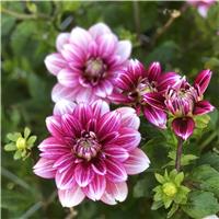 Dahlia Hemisphere