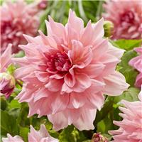 Dahlia Otto's Thrill