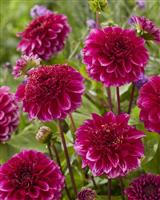 Dahlia Purple Bouquet