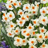 Narcissus tazetta Cragford - Pack of 25 Bulbs