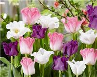 Tulip Spring Charming - Pack of 25 Bulbs