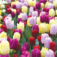 Tulip Single Early Prince Mixed - Pack of 25 Bulbs