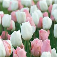 Tulip Fosteriana Soft Secret - Pack of 25 Bulbs